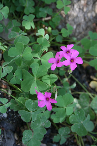 Oxalis articulata, Acetosella rizomatosa, Binigotti, Binu forti, Coraxedu aresti, Meràja, Meragra, Miliagru, Mintxonaria, Trifogliu