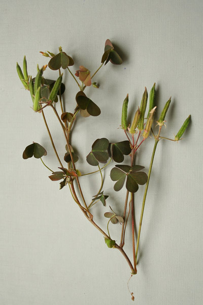 Oxalis corniculata, Acetosella cornicolata, A. dei campi, A. comune, Arracaca, Coraxedu, Erba de axedu, Miliacra, Pitzia-pitzia, Trevulleddu sterriu