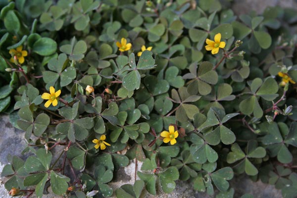 Oxalis corniculata, Acetosella cornicolata, A. dei campi, A. comune, Arracaca, Coraxedu, Erba de axedu, Miliacra, Pitzia-pitzia, Trevulleddu sterriu