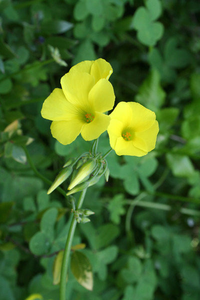 Oxalis pes-caprae, Acetosella gialla, Alleluja, Argu, Binuvorti, Melaja, Suciosa