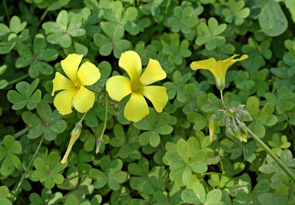 Oxalis pes-caprae, Acetosella gialla, Alleluja, Argu, Binuvorti, Melaja, Suciosa