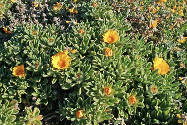 Pallenis maritima, Asterisco marittimo, Cicoria de mari, Pabanzolu de mari