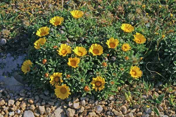 Pallenis maritima, Asterisco marittimo, Cicoria de mari, Pabanzolu de mari