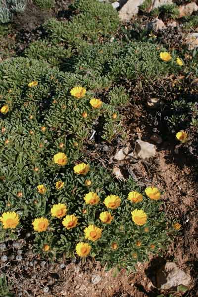 Pallenis maritima, Asterisco marittimo, Cicoria de mari, Pabanzolu de mari