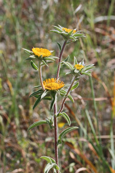 Pallenis spinosa, Asterisco spinoso, Astro spinoso, Sproni de oru