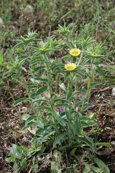 Pallenis spinosa, Asterisco spinoso, Astro spinoso, Sproni de oru