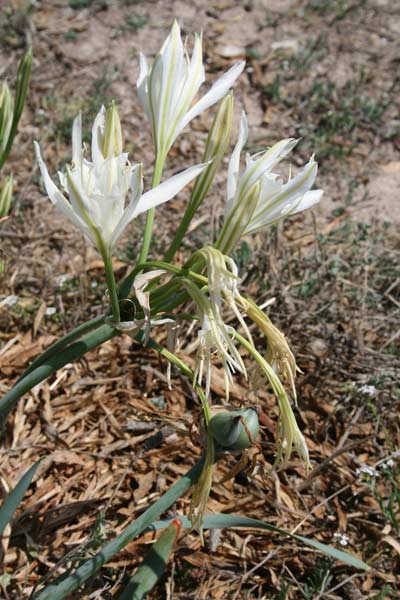 Pancratium maritimum, Giglio marino, Narciso marino, Pancrazio marino, Lillu de mari, Lillu de s'Assunta