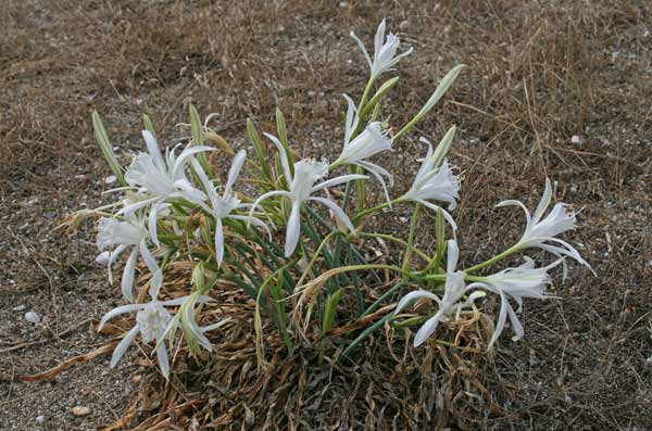 Pancratium maritimum, Giglio marino, Narciso marino, Pancrazio marino, Lillu de mari, Lillu de s'Assunta