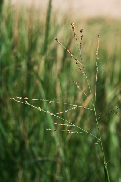 Panicum repens, Panico delle arene, Panico strisciante, Orgiu de acqua, Orgiu de arriu