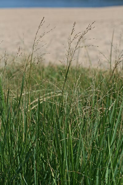 Panicum repens, Panico delle arene, Panico strisciante, Orgiu de acqua, Orgiu de arriu