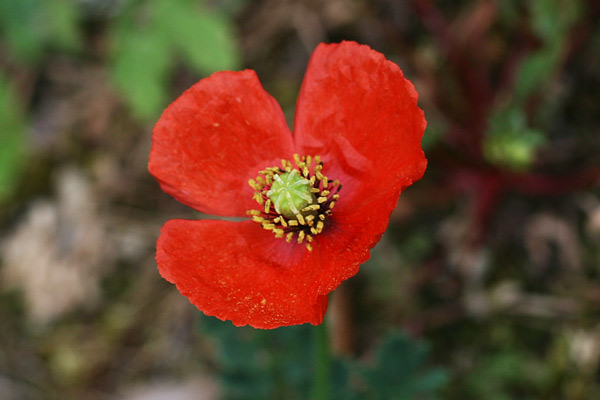 Papaver dubium, Papavero a clava, Atzanda, Babaoi, Pabaule, Pubusa, Tanda, Zanda