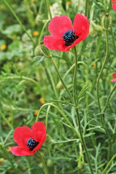 Papaver hybridum, Papavero ibrido, Papavero rosa, Atzanda, Babaoi, Pabaule, Pubusa, Tanda, Zanda