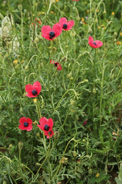 Papaver hybridum, Papavero ibrido, Papavero rosa, Atzanda, Babaoi, Pabaule, Pubusa, Tanda, Zanda