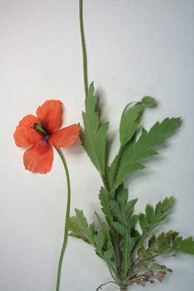 Papaver pinnatifidum, Papavero pennatifido, Atzanda, Babaoi, Pabauli, Paparre, Pubusa, Tanda, Zanda