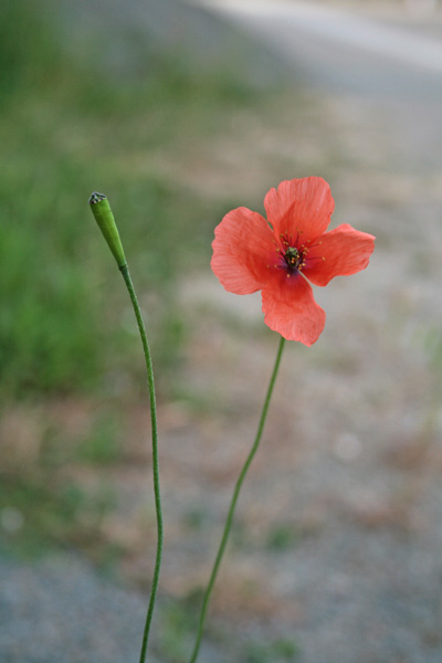 Papaver pinnatifidum, Papavero pennatifido, Atzanda, Babaoi, Pabauli, Paparre, Pubusa, Tanda, Zanda