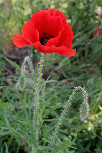 Papaver rhoeas, Papavero comune, Rosolaccio, Attanda, Babaoi, Pabauli arrubiu, Papaveru ruju, Pubusa, Tanda, Thranda, Zanda