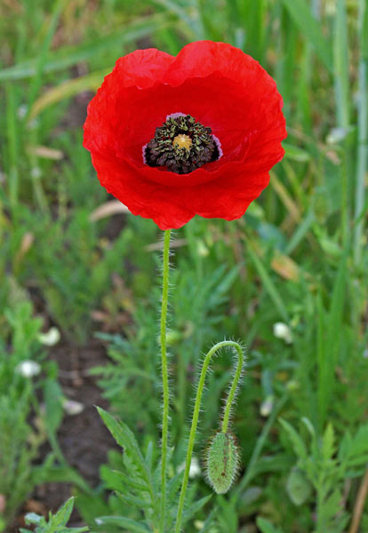 Papaver rhoeas, Papavero comune, Rosolaccio, Attanda, Babaoi, Pabauli arrubiu, Papaveru ruju, Pubusa, Tanda, Thranda, Zanda