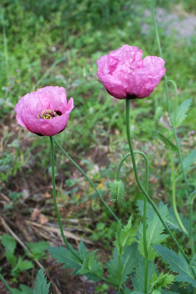 Papaver setigerum, Papavero setoloso, Thanda vera, Dormideras, Pabauli spinosu