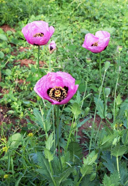 Papaver setigerum, Papavero setoloso, Thanda vera, Dormideras, Pabauli spinosu