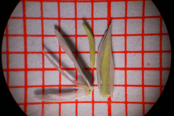 Parapholis filiformis, Logliarella filiforme