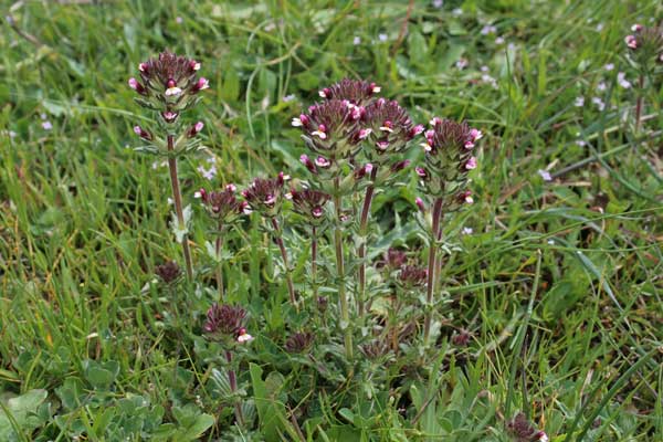 Parentucellia latifolia, Perlina rossiccia, Eufragia