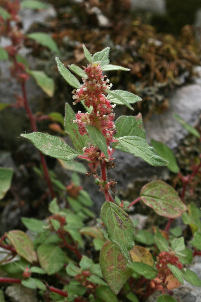 Parietaria judaica, Vetriola minore, Pigulosa, Erba 'e ventu