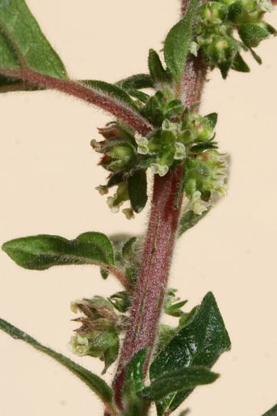 Parietaria judaica, Vetriola minore, Pigulosa, Erba 'e ventu