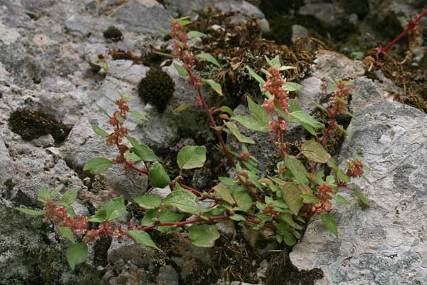 Parietaria judaica, Vetriola minore, Pigulosa, Erba 'e ventu