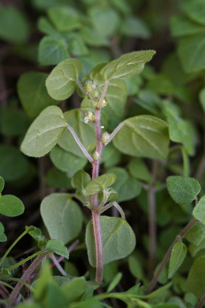 Parietaria lusitanica, Vetriola lusitanica