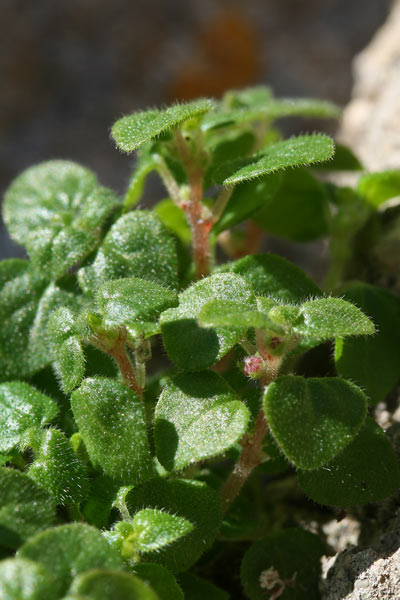 Parietaria lusitanica, Vetriola lusitanica