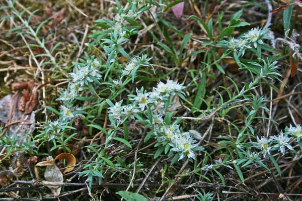 Paronychia argentea, Paronichia argentea, Erba impratiada