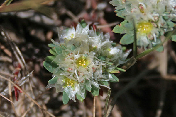 Paronychia argentea, Paronichia argentea, Erba impratiada