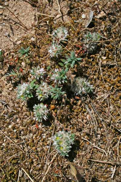 Paronychia argentea, Paronichia argentea, Erba impratiada