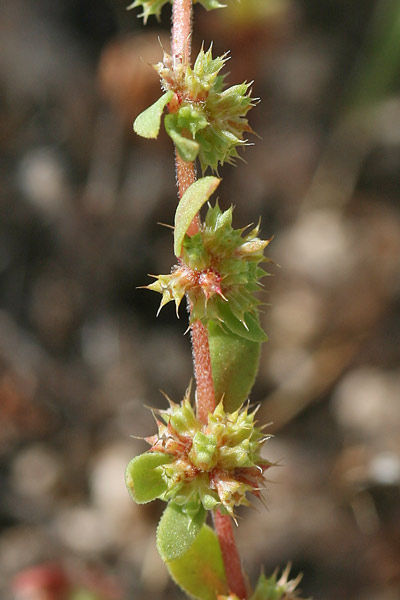 Paronychia echinulata, Paronichia istrice