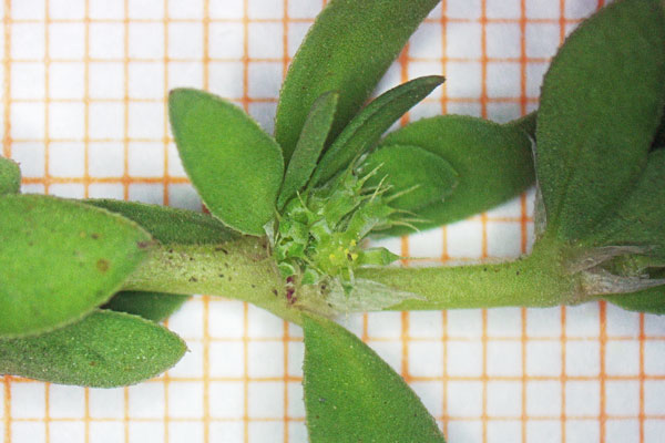 Paronychia echinulata, Paronichia istrice