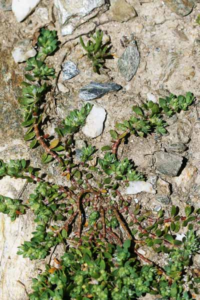 Paronychia polygonifolia, Paronichia con foglie di poligono