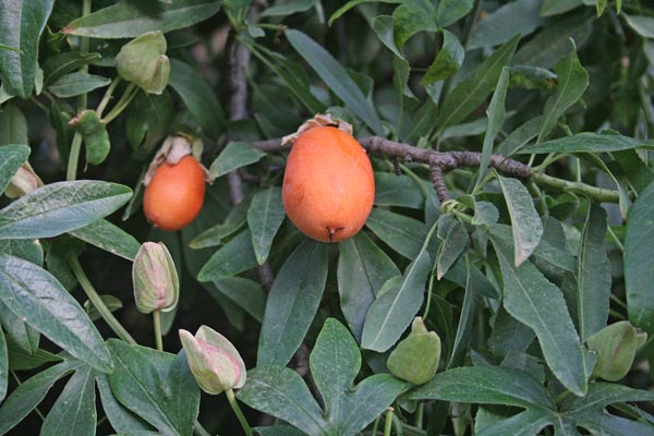 Passiflora caerulea, Fior di passione, Passiflora, Flori de passioni, Frori de passioni, Passionera