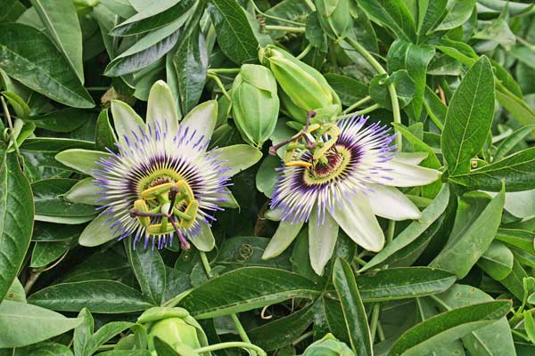 Passiflora caerulea, Fior di passione, Passiflora, Flori de passioni, Frori de passioni, Passionera