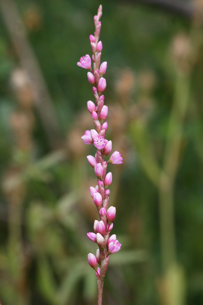 Persicaria decipiens, Poligono a foglie di Salice, Poligono seghettato, Pibiri de arriu