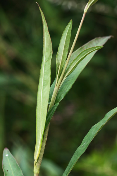 Persicaria decipiens, Poligono a foglie di Salice, Poligono seghettato, Pibiri de arriu