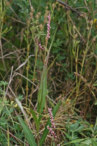 Persicaria decipiens, Poligono a foglie di Salice, Poligono seghettato, Pibiri de arriu