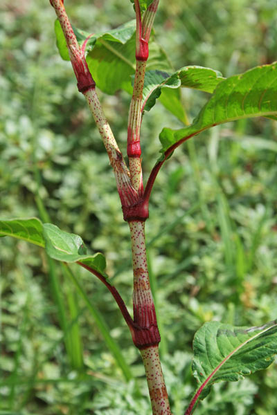 Persicaria lapathifolia, Persicaria, Poligono nodoso, Salcerella, Prèssiu de arriu