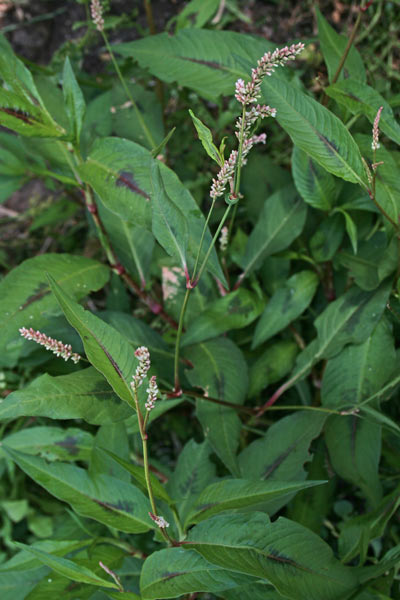 Persicaria lapathifolia, Persicaria, Poligono nodoso, Salcerella, Prèssiu de arriu