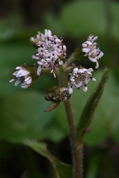 Petasites pyrenaicus, Farfaraccio vaniglione, Pane de àinu, Pei de àinu, Pei de boi, Pei de cuaddu