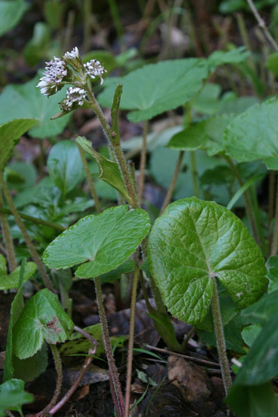 Petasites pyrenaicus, Farfaraccio vaniglione, Pane de àinu, Pei de àinu, Pei de boi, Pei de cuaddu