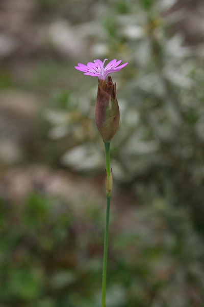 Petrorhagia dubia, Garofanina vellutata, Gravelledd' aresti