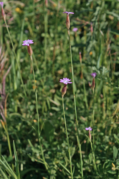 Petrorhagia dubia, Garofanina vellutata, Gravelledd' aresti