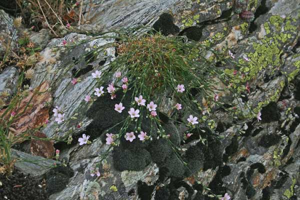 Petrorhagia saxifraga subsp. gasparrinii, Garofanina spaccasassi