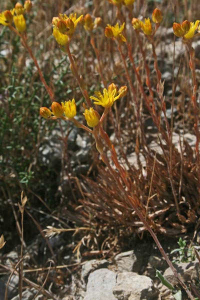 Petrosedum amplexicaule subsp. anomalum, Borracina anomala, Axia de caboru, Erba grassa