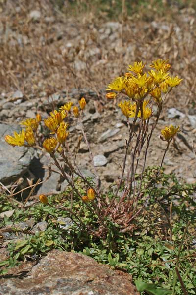 Petrosedum amplexicaule subsp. anomalum, Borracina anomala, Axia de caboru, Erba grassa